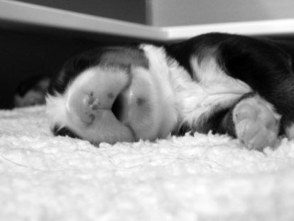 gallery_65_8_2285.jpg